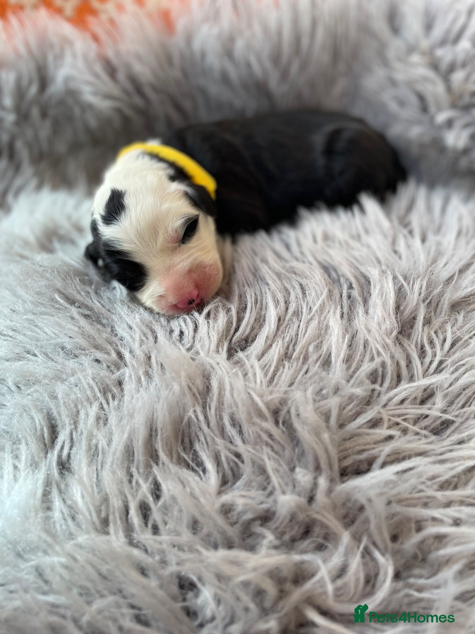 Old English Sheepdog dogs Old English sheep dog puppies  - Advert 1