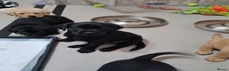Labrador Retriever dogs for sale: Ready to leave! black KC Labrador Puppies - Advert 7