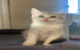 British Shorthair cats for sale: 4 Beautiful British short hair & Ragdoll kittens - Image 23