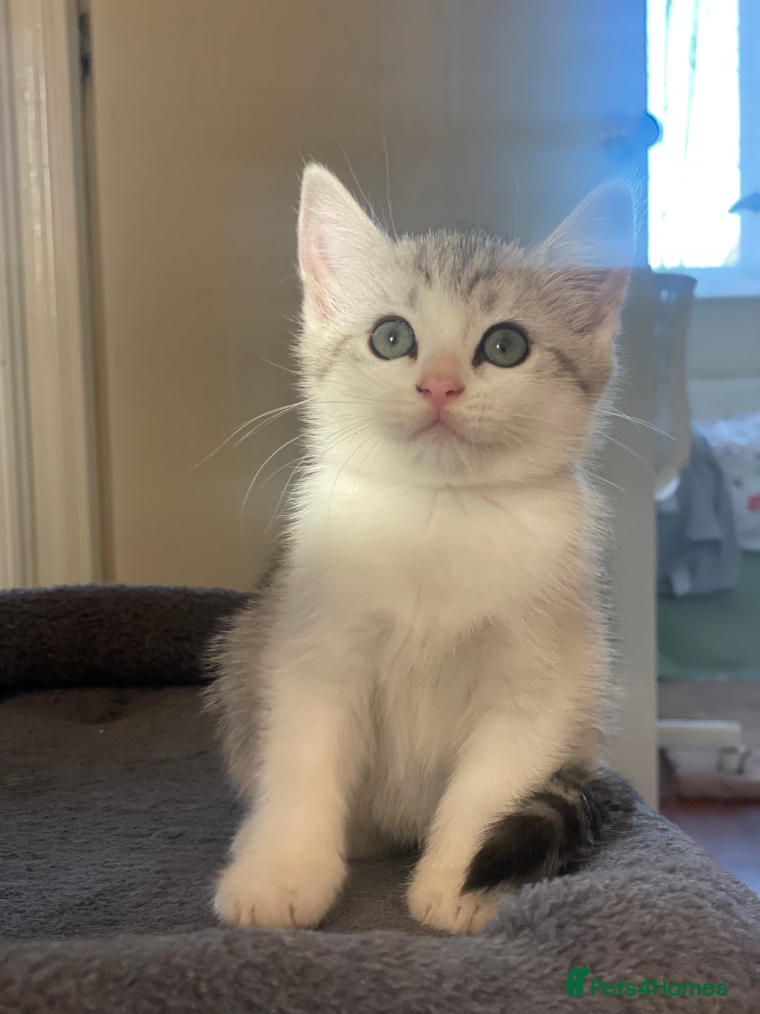 British Shorthair cats for sale: 4 Beautiful British short hair & Ragdoll kittens - Image 23