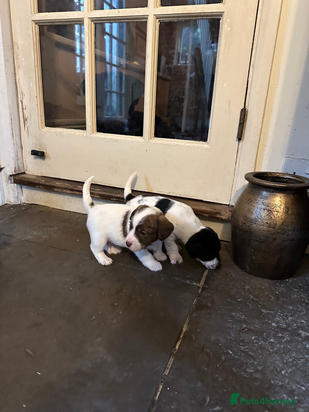 Mixed Breed dogs for sale: SpanielX x Jack Russell - Advert 6