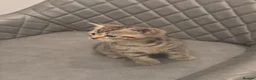 Mixed Breed cats for sale: Bengal x kitten - Advert 7