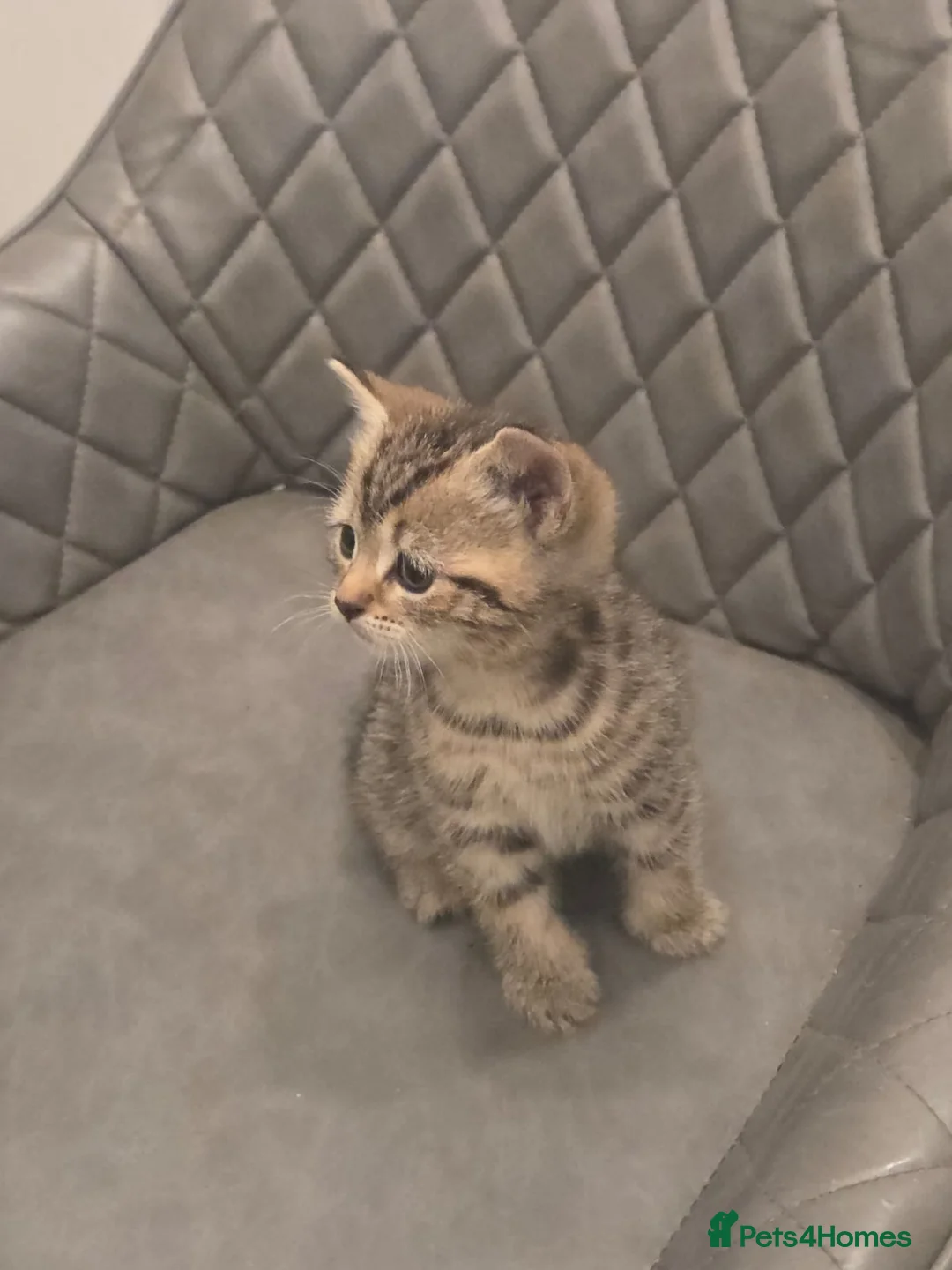Mixed Breed cats for sale: Bengal x kitten - Advert 7