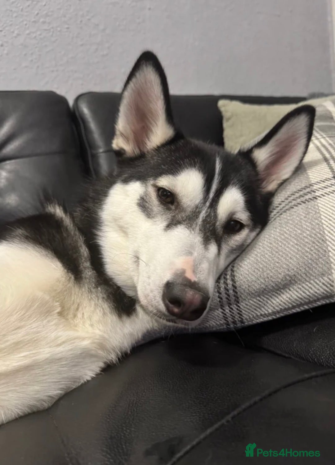 Siberian Husky dogs for sale: Siberian husky  - Advert 5