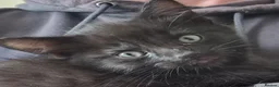 Mixed Breed cats for sale: Maine coon x Bengal  in Maybole - Advert 20