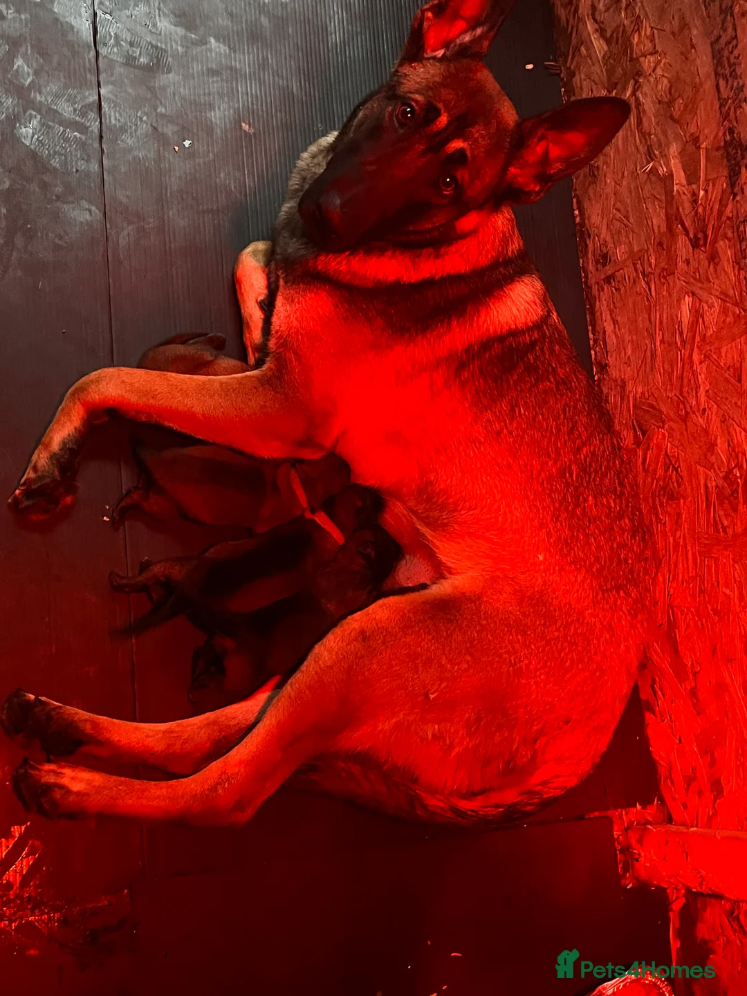 Gallery Image {{count}}