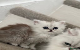 Persian cats for sale: Persian kittens - Image 3
