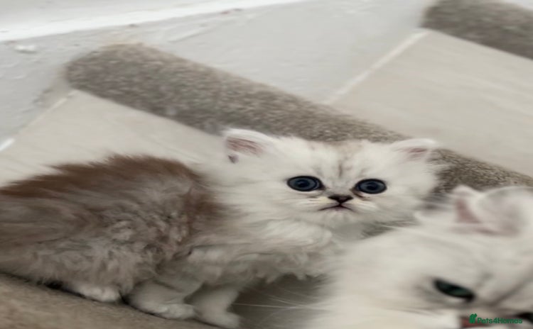 Persian cats - Advert 14