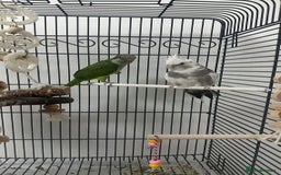Cockatiels birds for sale: white cockatiel, Green Quaker with cage and toys - Image 1