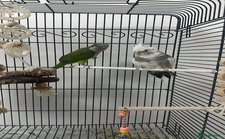 Cockatiels birds - Advert 2