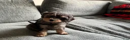 Cavapoo dogs for sale:  Merle Toy Cavapoo Puppies - Advert 24