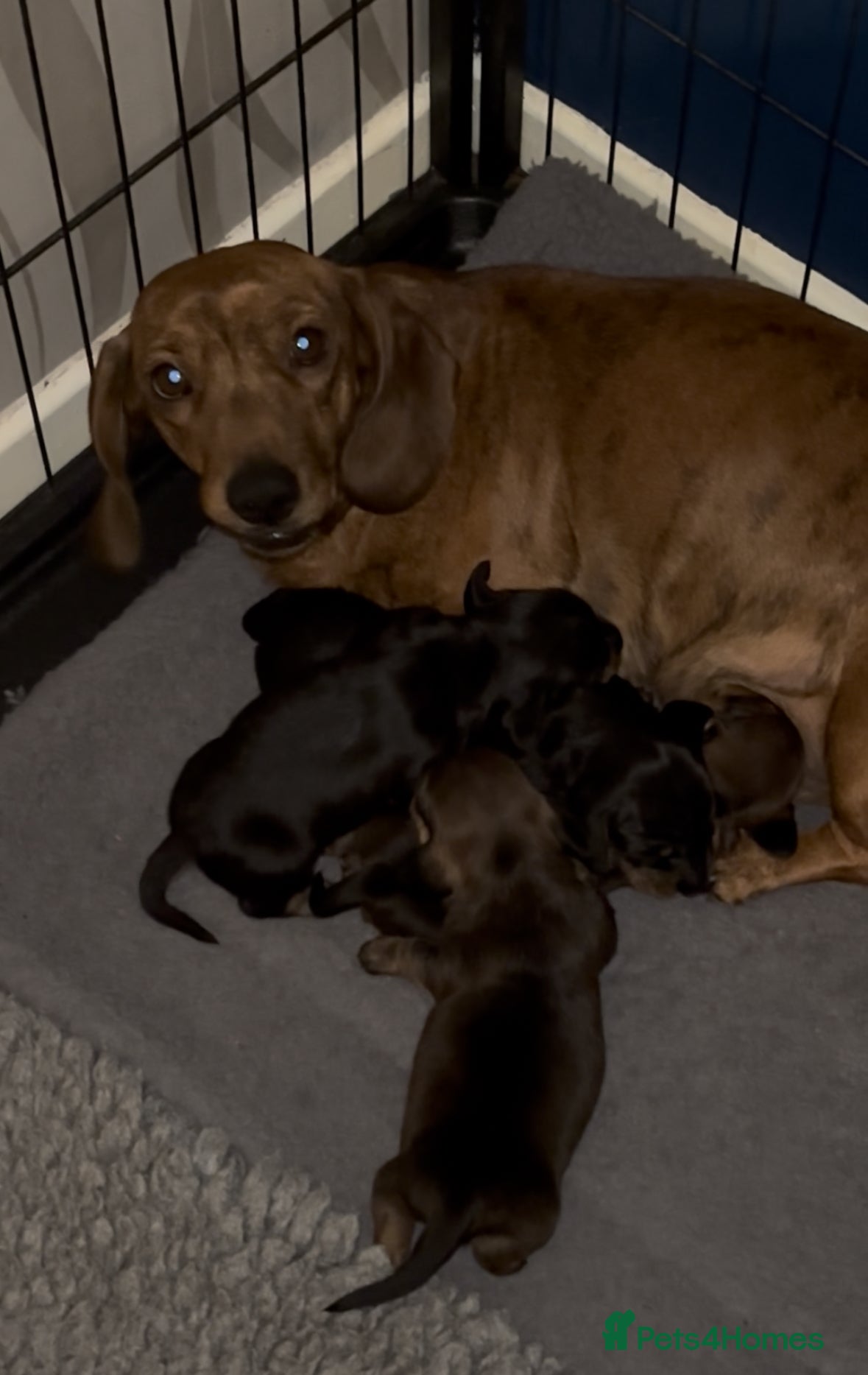 Miniature Dachshund dogs Mini smooth haired dachshund puppies - Advert 1