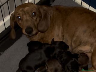 Miniature Dachshund dogs Mini smooth haired dachshund puppies - Advert 3