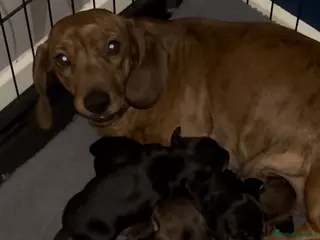 Miniature Dachshund dogs Mini smooth haired dachshund puppies - Advert 17