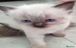Ragdoll cats for sale: 6 ragdoll kittens  - Image 2