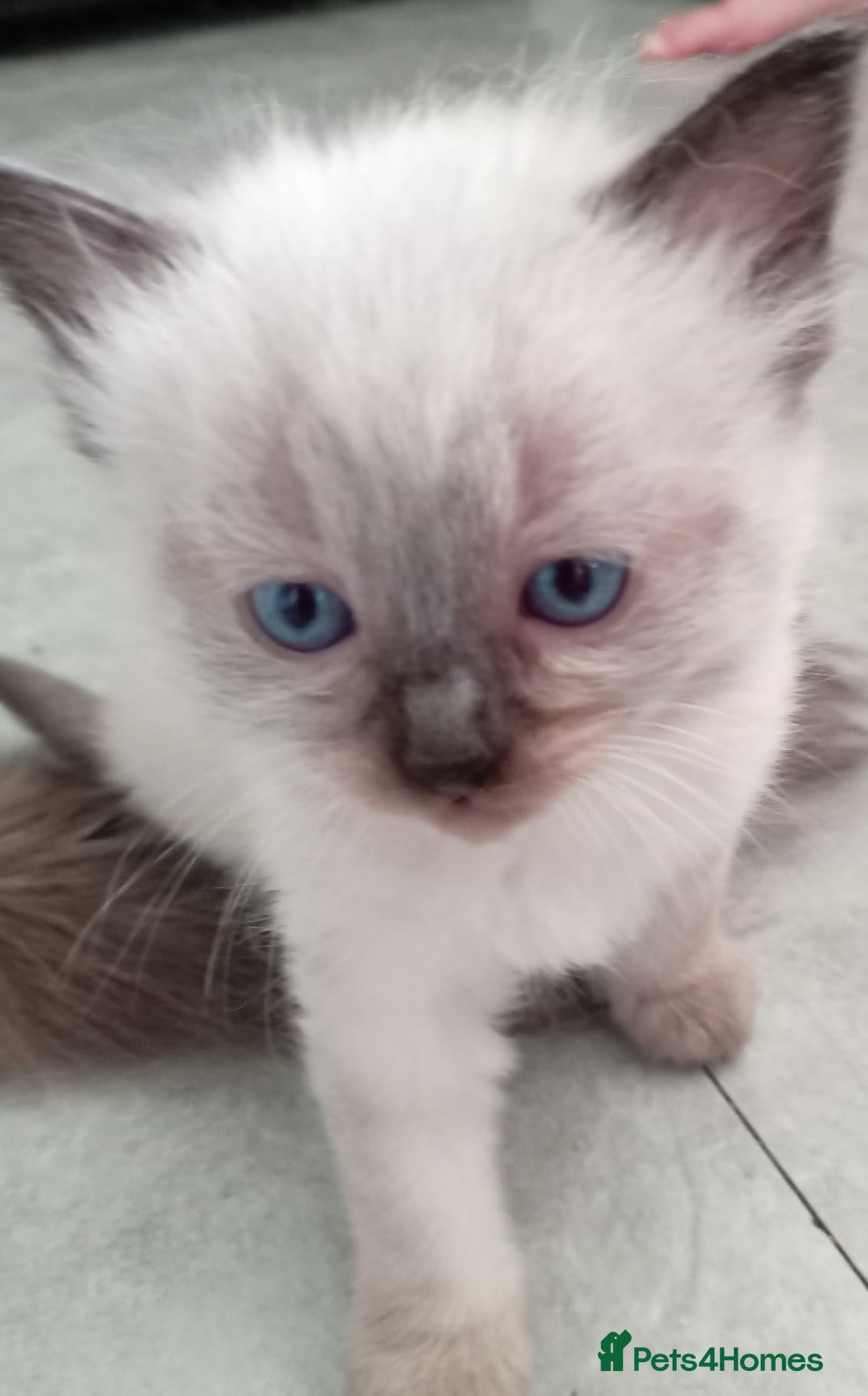 Ragdoll cats for sale: 6 ragdoll kittens  - Image 2
