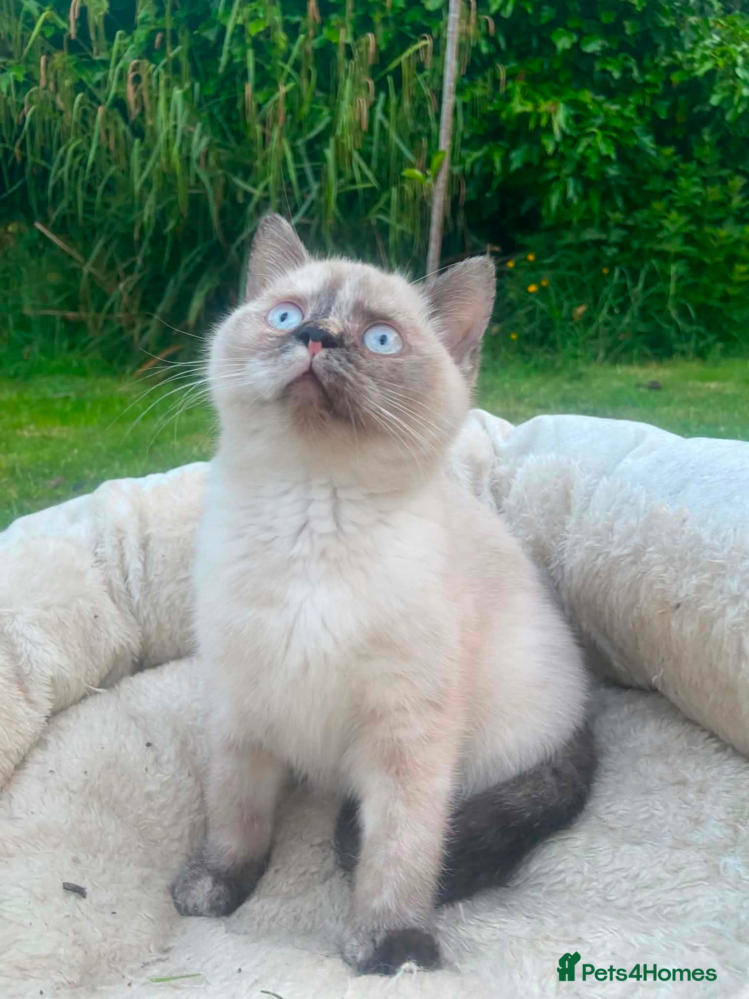 British Shorthair cats 🐈 BSH Kittens🤍| Black & Silver | Ready | Preston - Advert 1