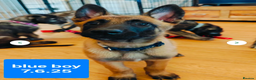 Belgian Shepherd Dog dogs for stud: Fully health tested, proven, KC reg Malinois stud in Treorchy - Advert 16