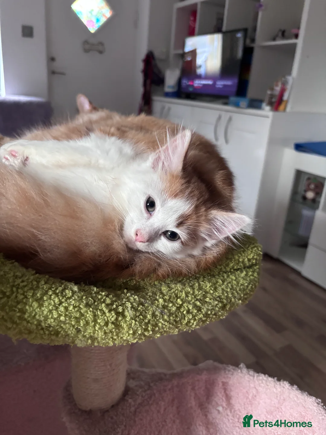 Domestic Shorthair cats for sale: UPDATE 2nd February 1 ginger and white boy left - Advert 36