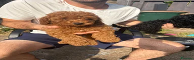 Toy Poodle Puppy 2