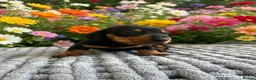 Miniature Dachshund dogs for sale: 3 strong healthy puppies  - Advert 5
