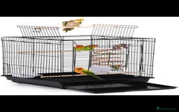 Cockatiels birds for sale: Young Cockatiels  - Image 3