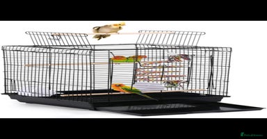 Cockatiels birds - Advert 5
