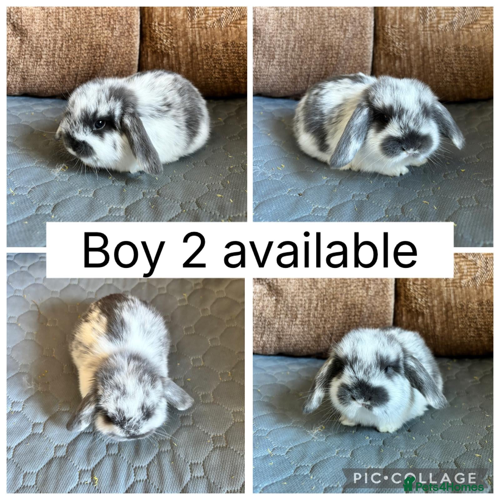 Mini Lop rabbits 3 beautiful baby mini lops ready for reserve  - Advert 1