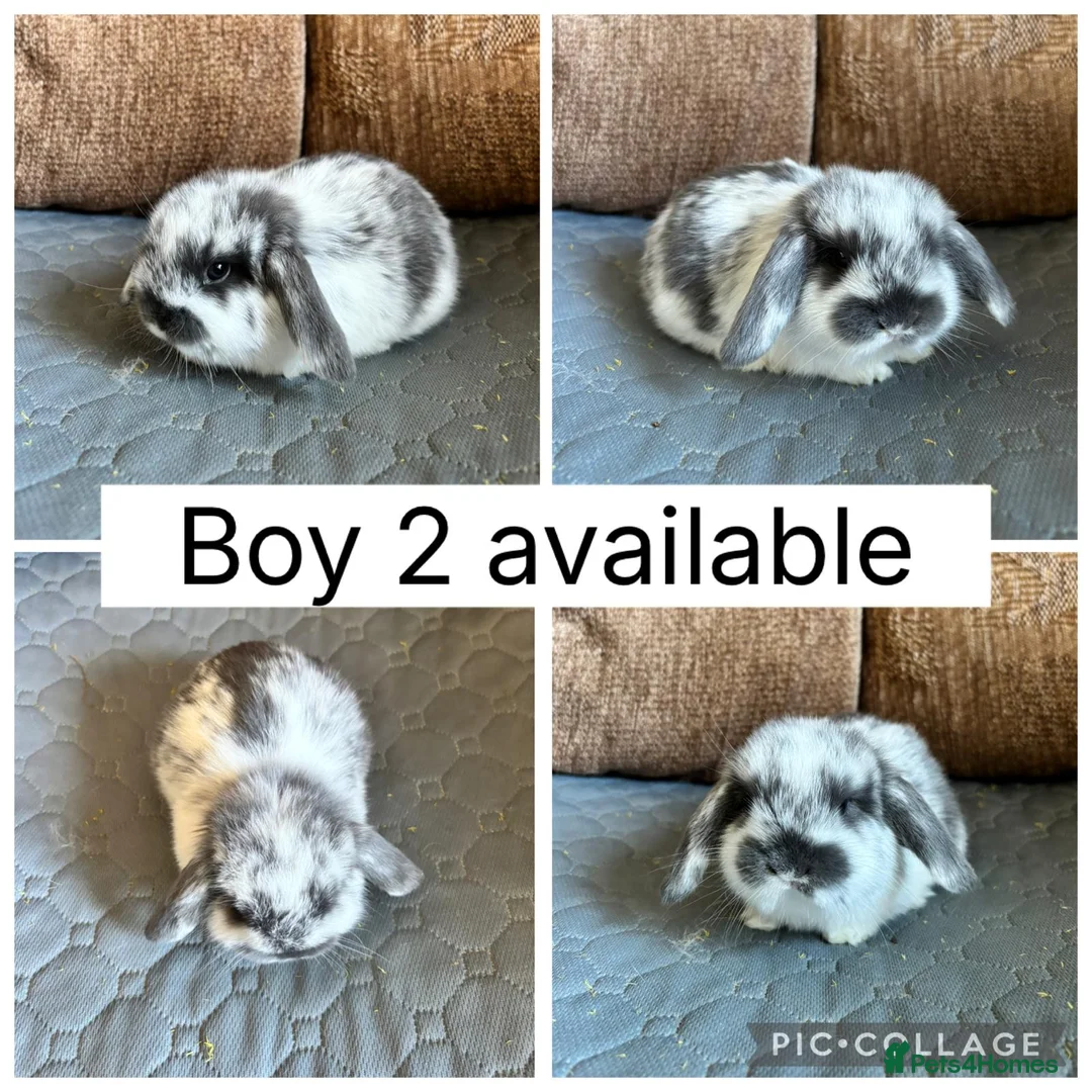 Mini Lop rabbits for sale: 3 beautiful baby mini lops ready for reserve  - Advert 1
