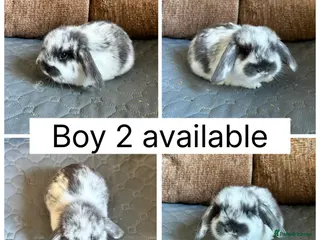 Mini Lop rabbits for sale: 3 beautiful baby mini lops ready for reserve - Advert 1