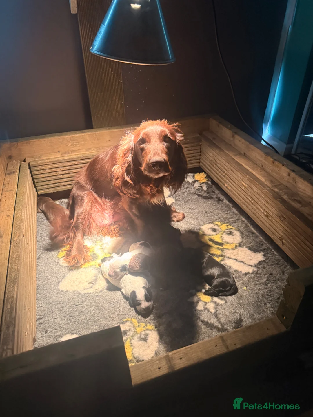 Cocker Spaniel dogs for sale: Cocker spaniel puppies  - Advert 10