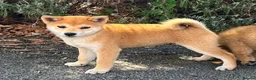 Japanese Shiba Inu dogs for sale: Small sizeShiba parents health tested champions  - Advert 7