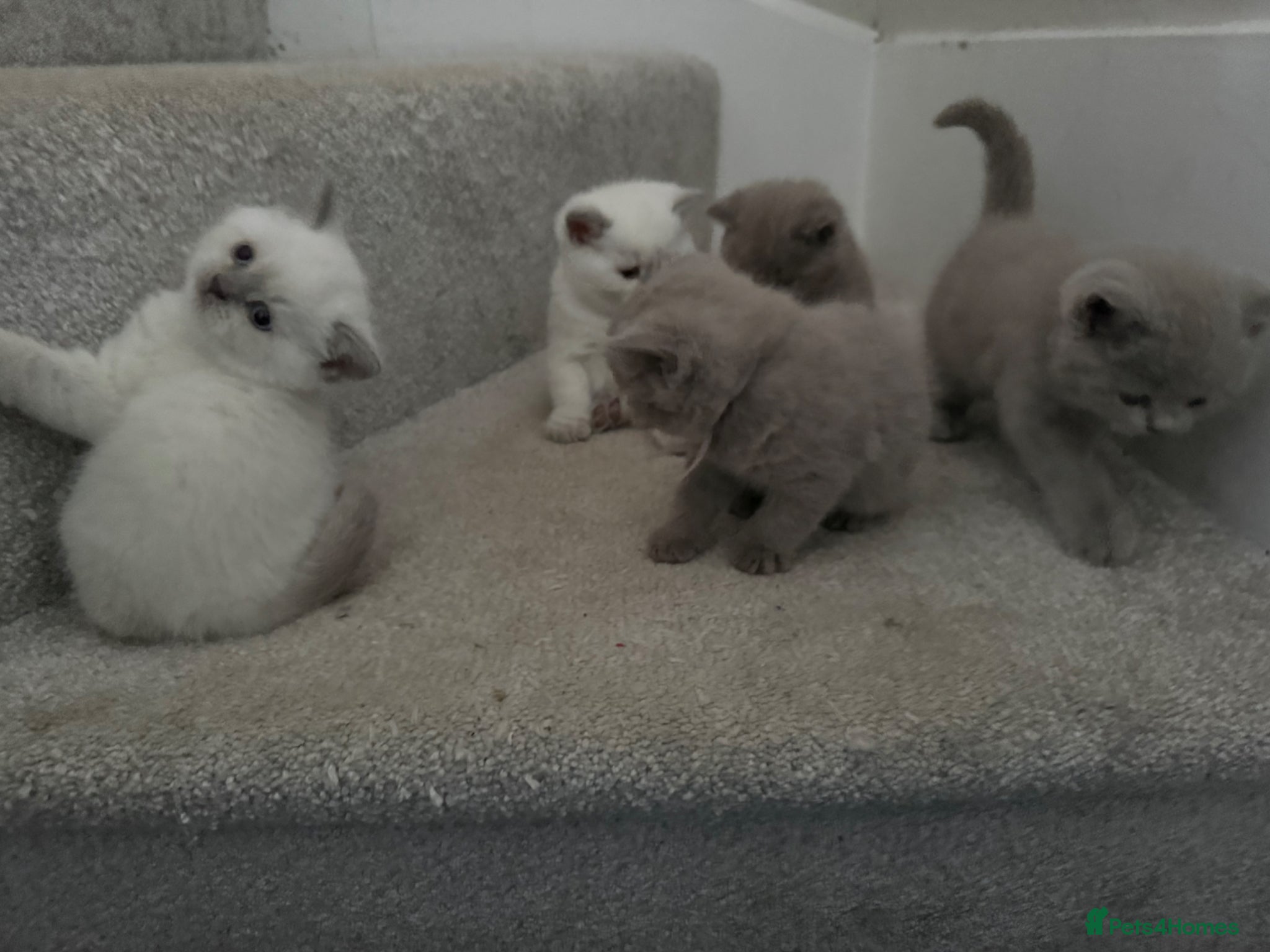 British Shorthair cats for sale: Stunning GCCF-Registered British Shorthair Kittens - Advert 11
