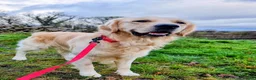 Golden Retriever dogs for stud: RKC Kensesqui Karamel Sutra - Advert 8