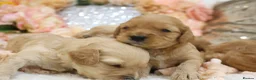 Cavapoo dogs for sale: *Health tested* F1 Cavapoos in Wisbech - Advert 8