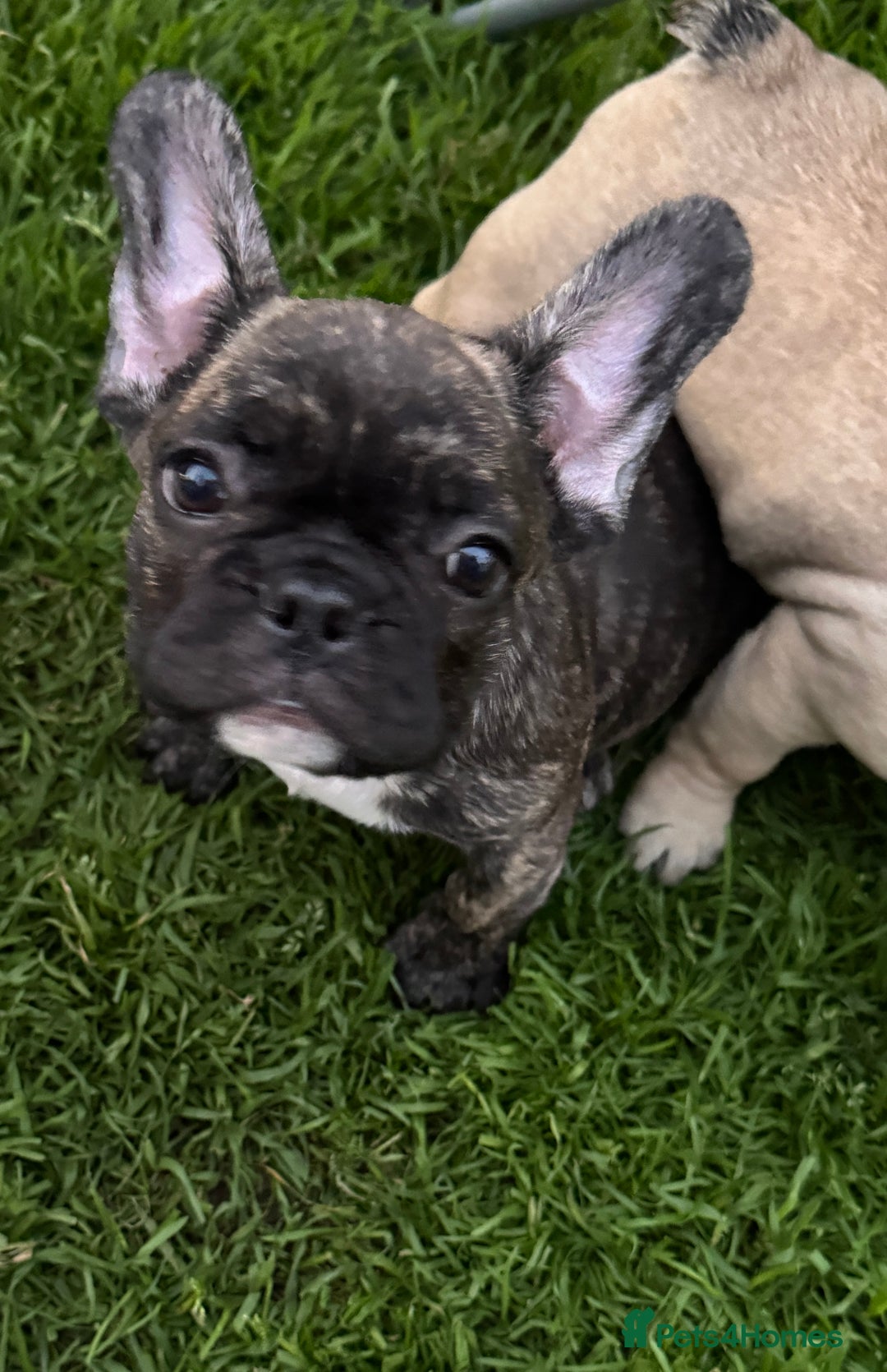 French Bulldog dogs for sale: 🏆KC registered, Standard French Bulldog Puppies🏆 - Image 17