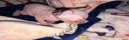 Sphynx cats for sale: All girls Sphynx kittens - Advert 7