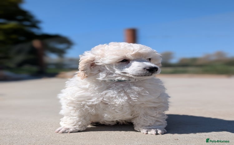 Miniature Poodle dogs - Advert 15