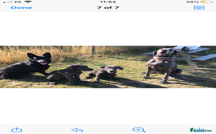 Mixed Breed dogs - Advert 1