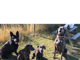 Mixed Breed dogs - Advert 1