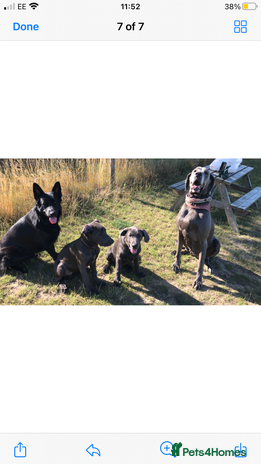 Mixed Breed dogs - Advert 1