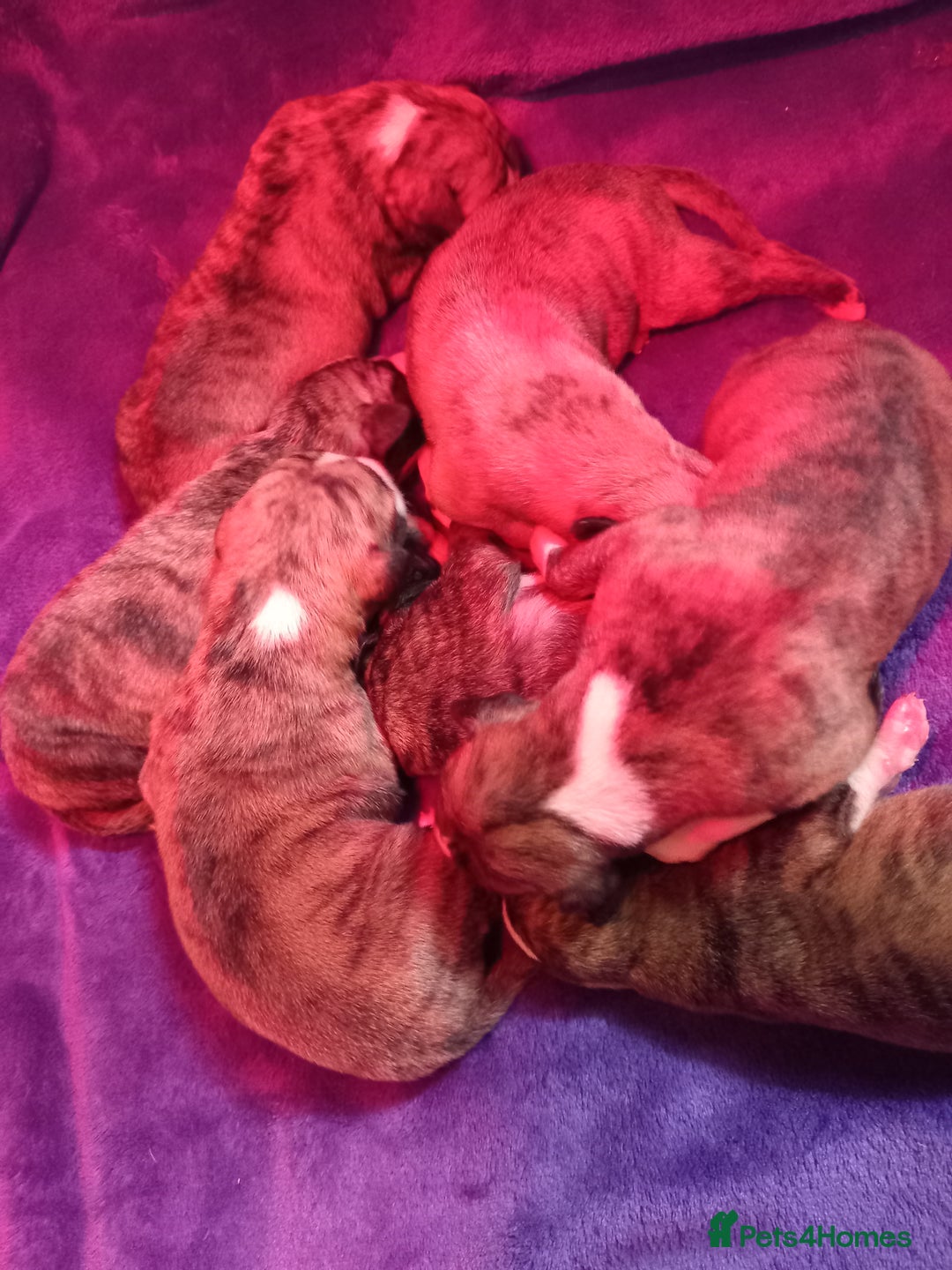 Whippet dogs for sale: Top Class Whippet Puppies bred from Champions - Image 24