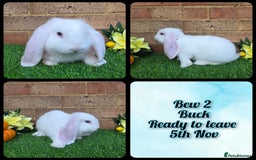 French Lop rabbits for sale: Fully Pedigree French Lops - Advert 3