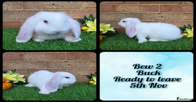 French Lop rabbits - Advert 8