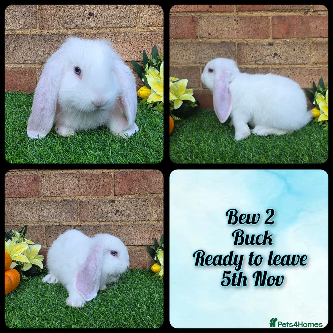 French Lop rabbits for sale: Fully Pedigree French Lops - Advert 3