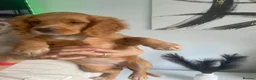 Cocker Spaniel dogs for sale: Last two beautiful working cocker spaniels🖤 - Advert 8