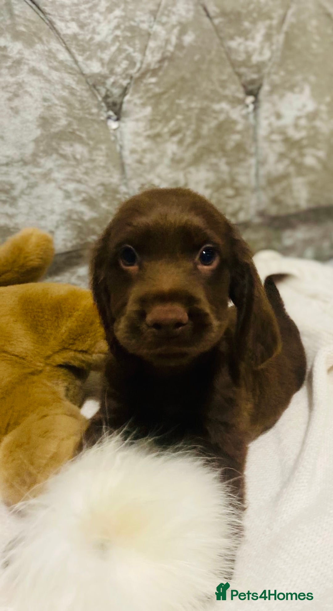 Cocker Spaniel dogs for sale: 3 boys 1 girl Ready to leave show cocker puppies  - Image 2