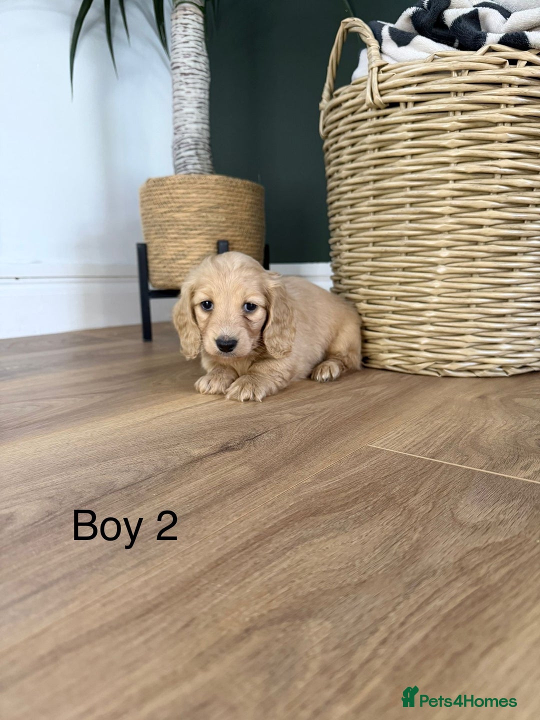 Miniature Dachshund dogs for sale: Longhair miniature dachshund  - Advert 8