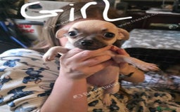 Chihuahua dogs for sale: chihuahua Pups (2months)  - Image 4