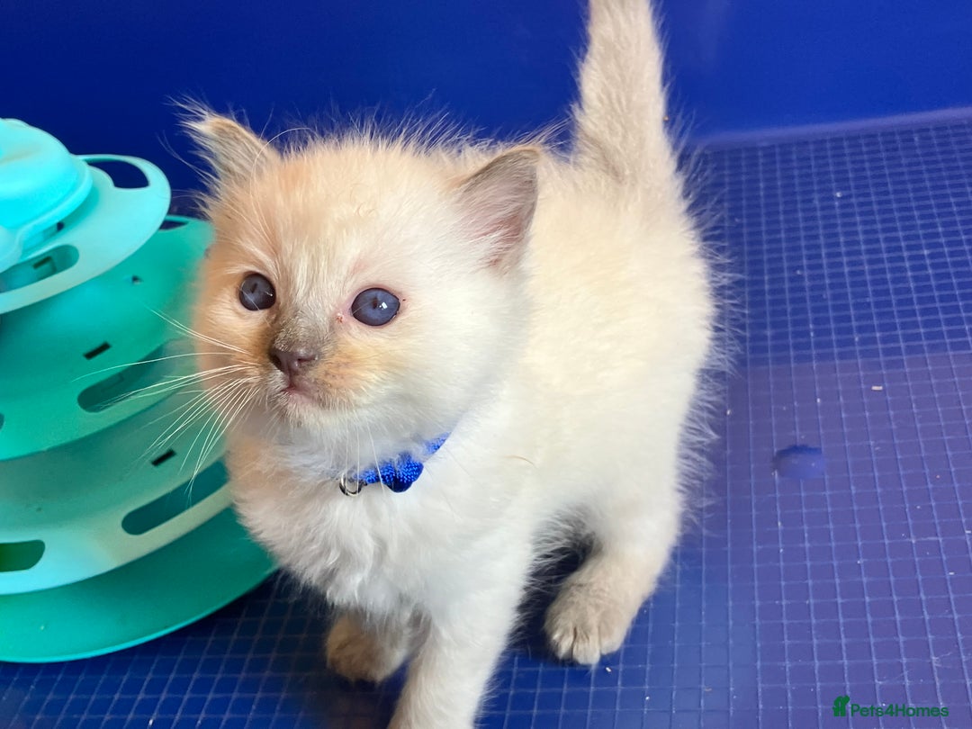 Ragdoll cats for sale: GCCF registered ChampionBloodline 5GENpedigree BSH - Image 7